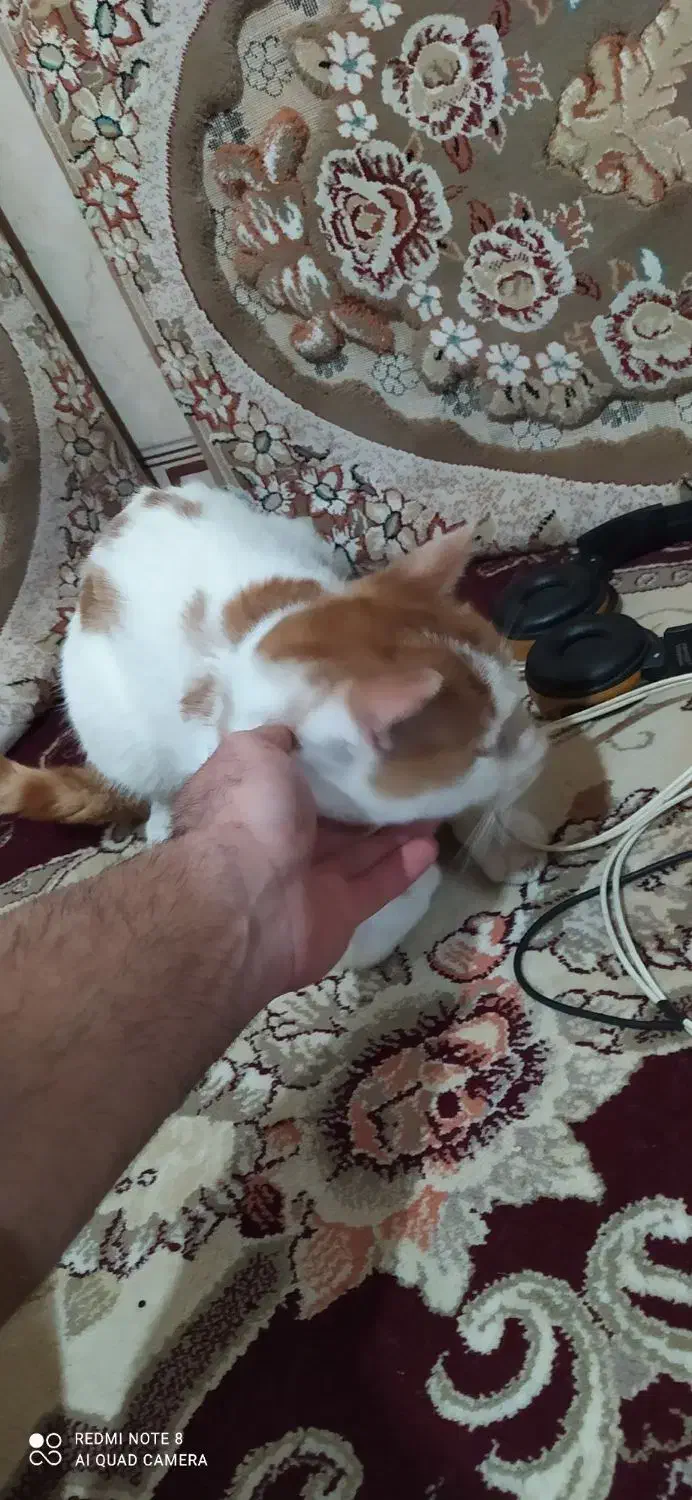 واگذاری رایگان گربه نر|گربه|کرمانشاه, |دیوار