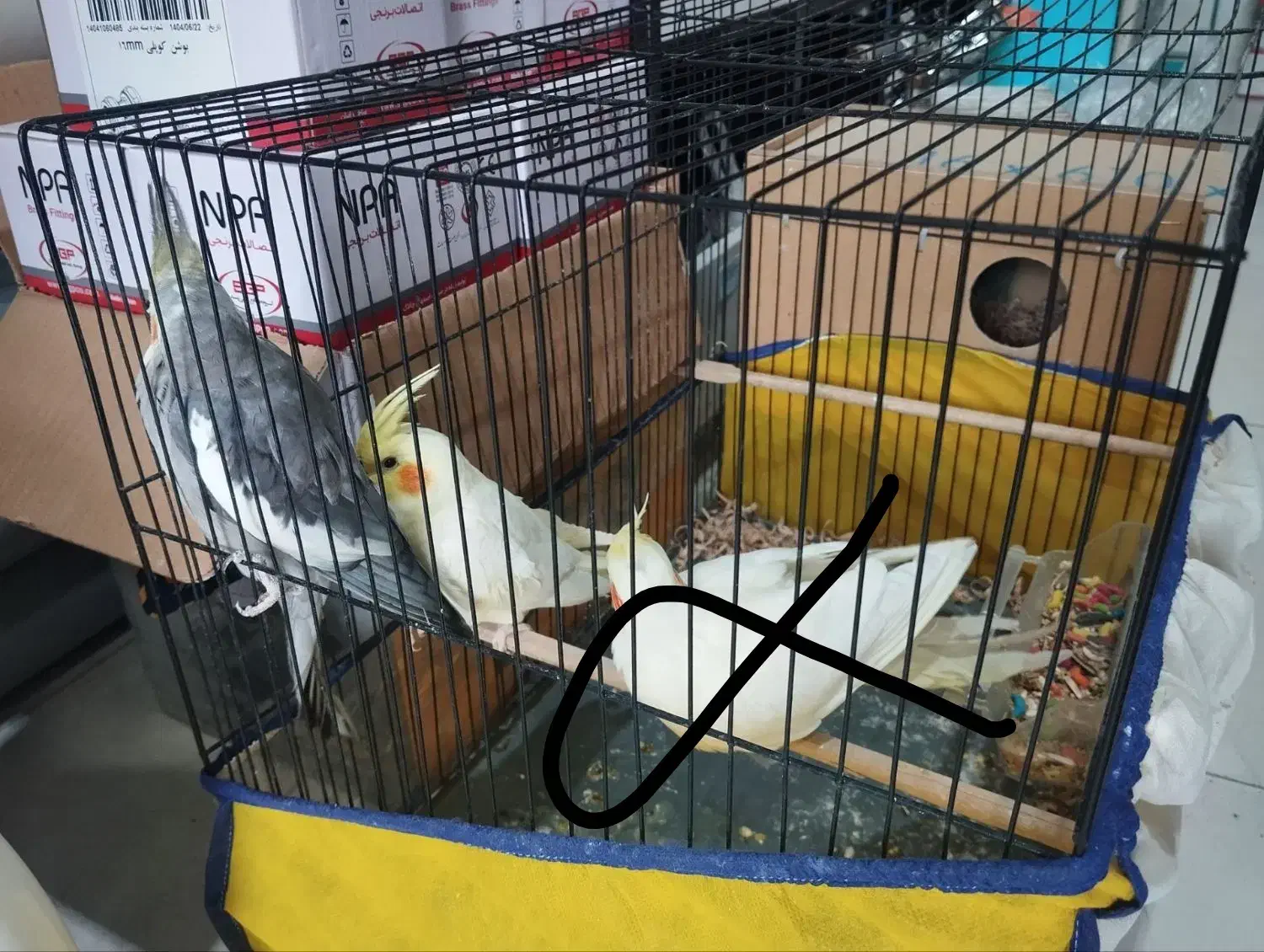 عروس هلندی|پرنده|بجنورد, |دیوار