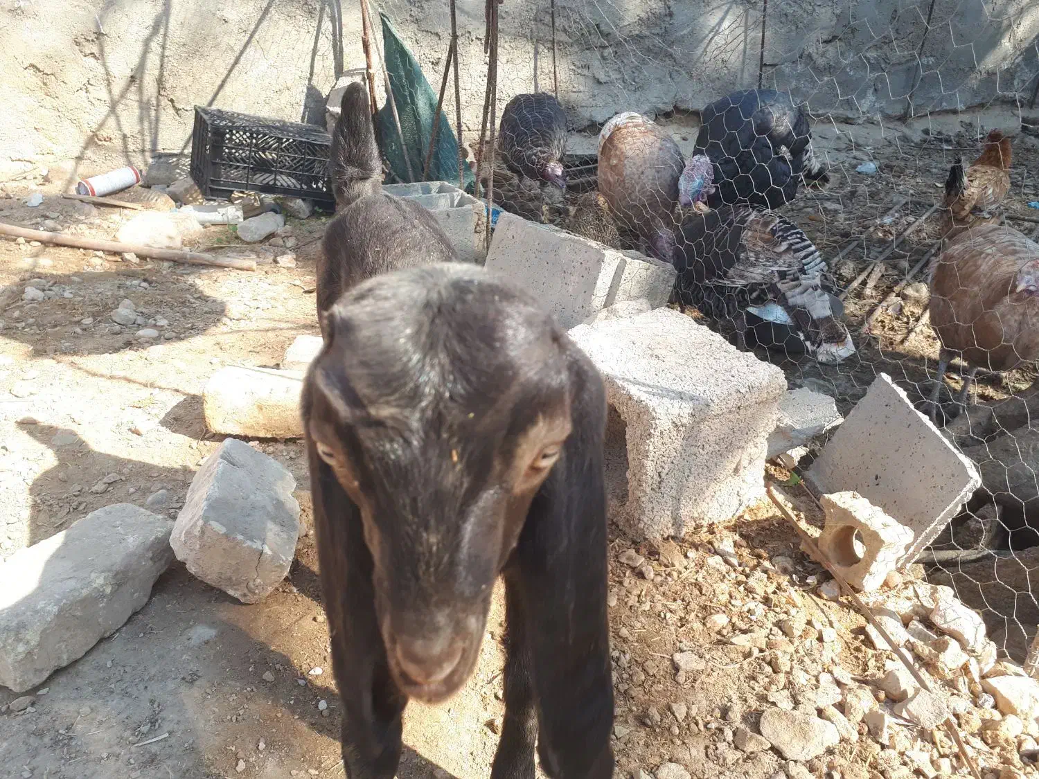 بزغاله|حیوانات مزرعه|داراب, |دیوار