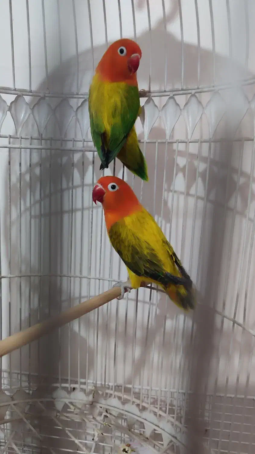 کوتوله وعروس هلندی|پرنده|مشهد, ایثار|دیوار