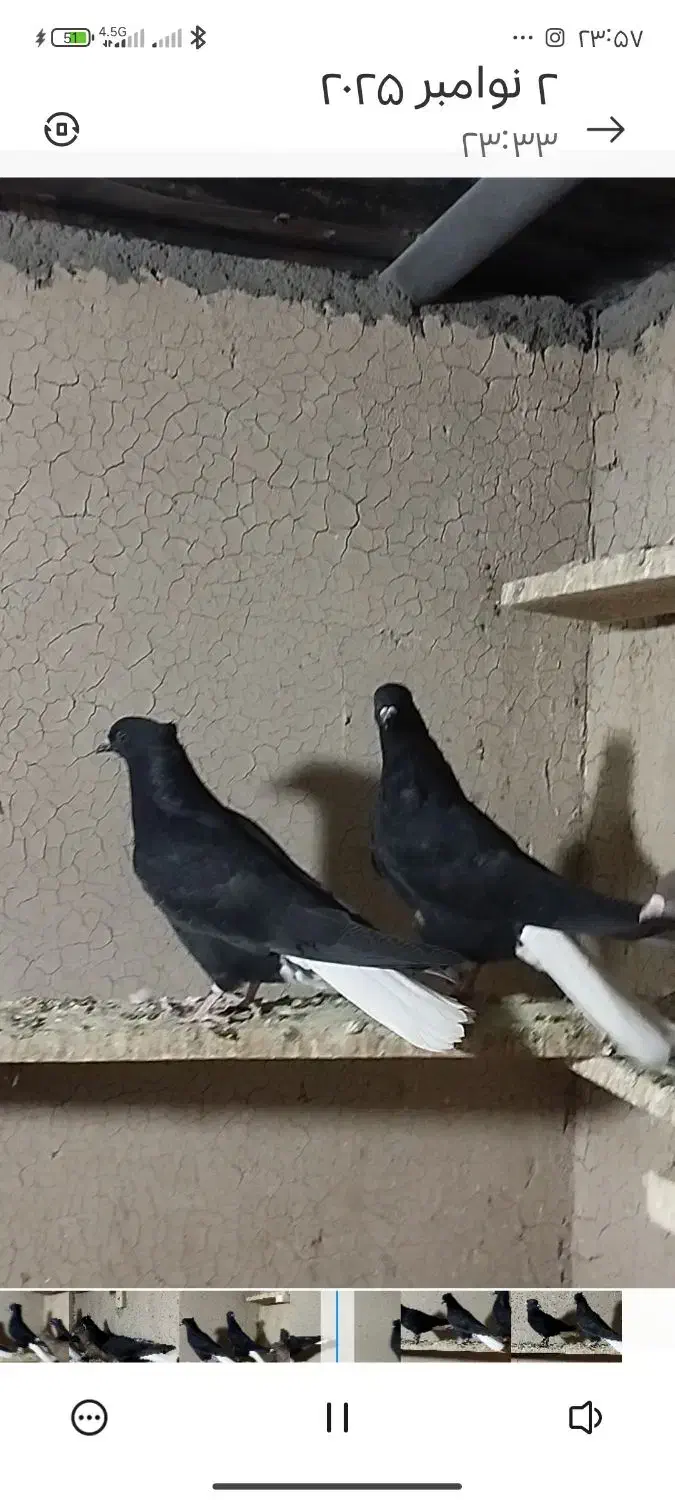 شش عدد اشعل|پرنده|آبادان, |دیوار