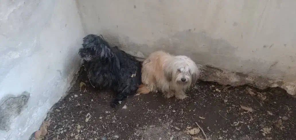 سگ تریر|سگ|تهران, منیریه|دیوار