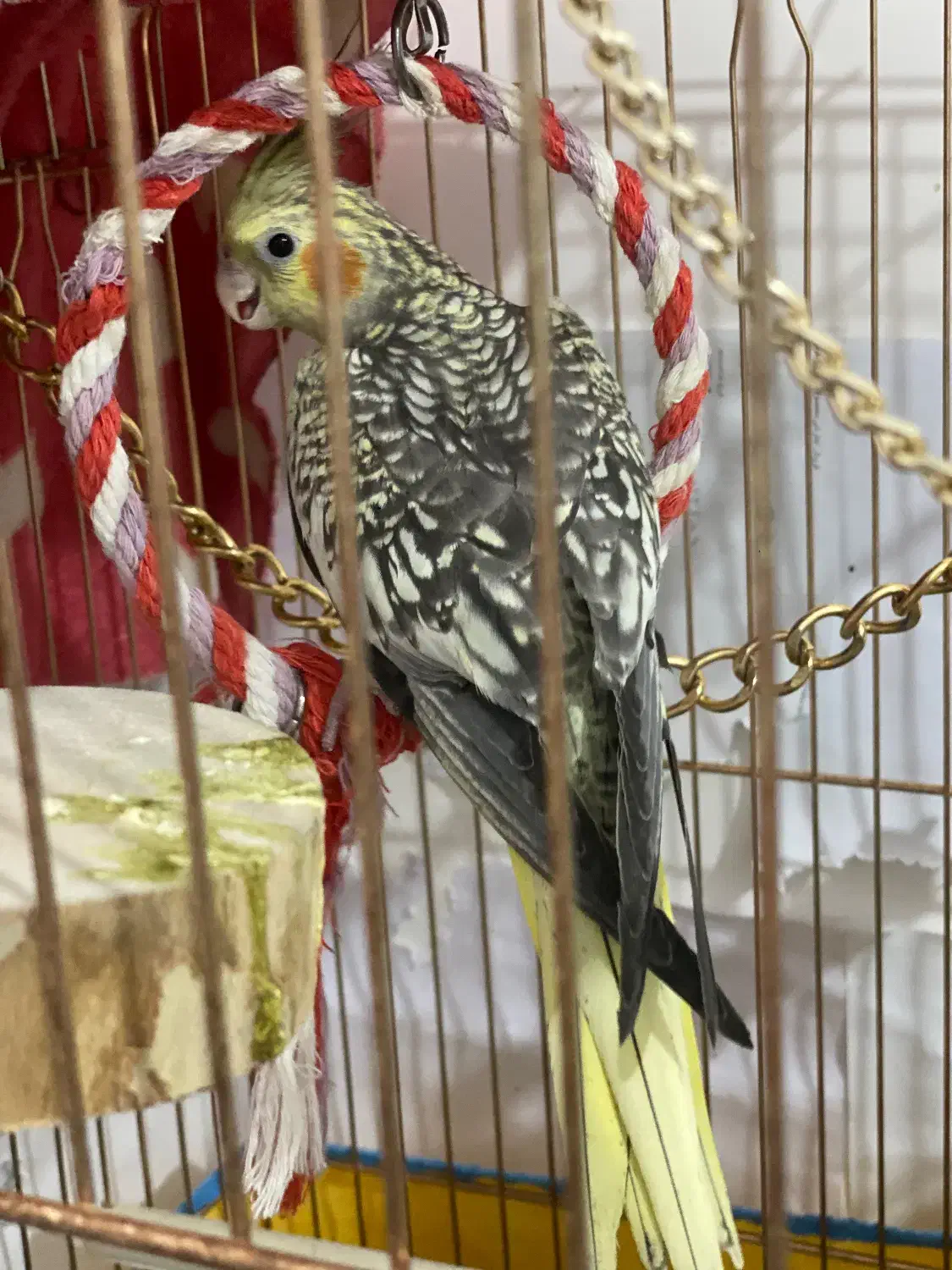 عروس فقط نر|پرنده|قرچک, مهدیه|دیوار