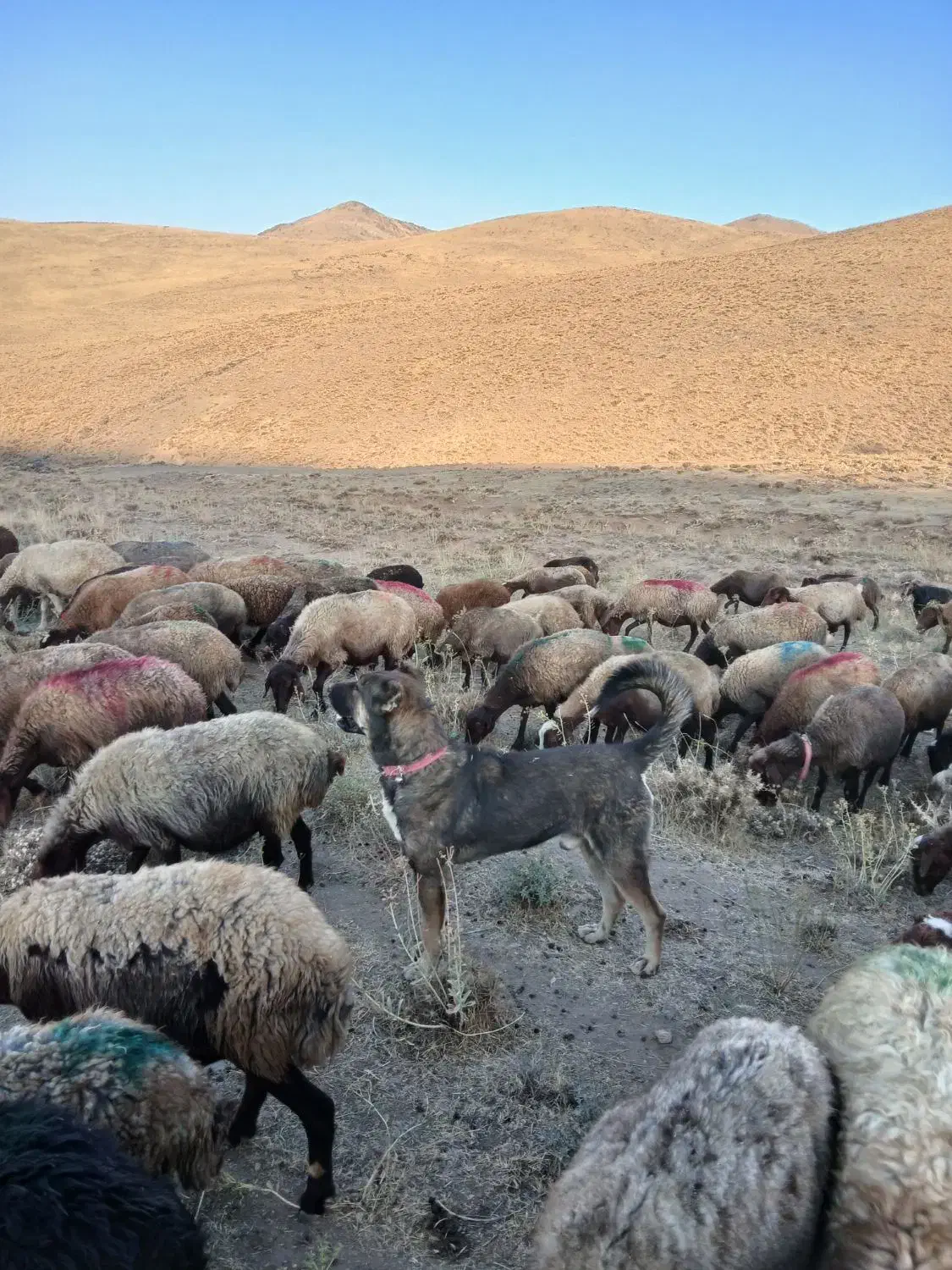 سگ گم شده|سگ|بهار, |دیوار