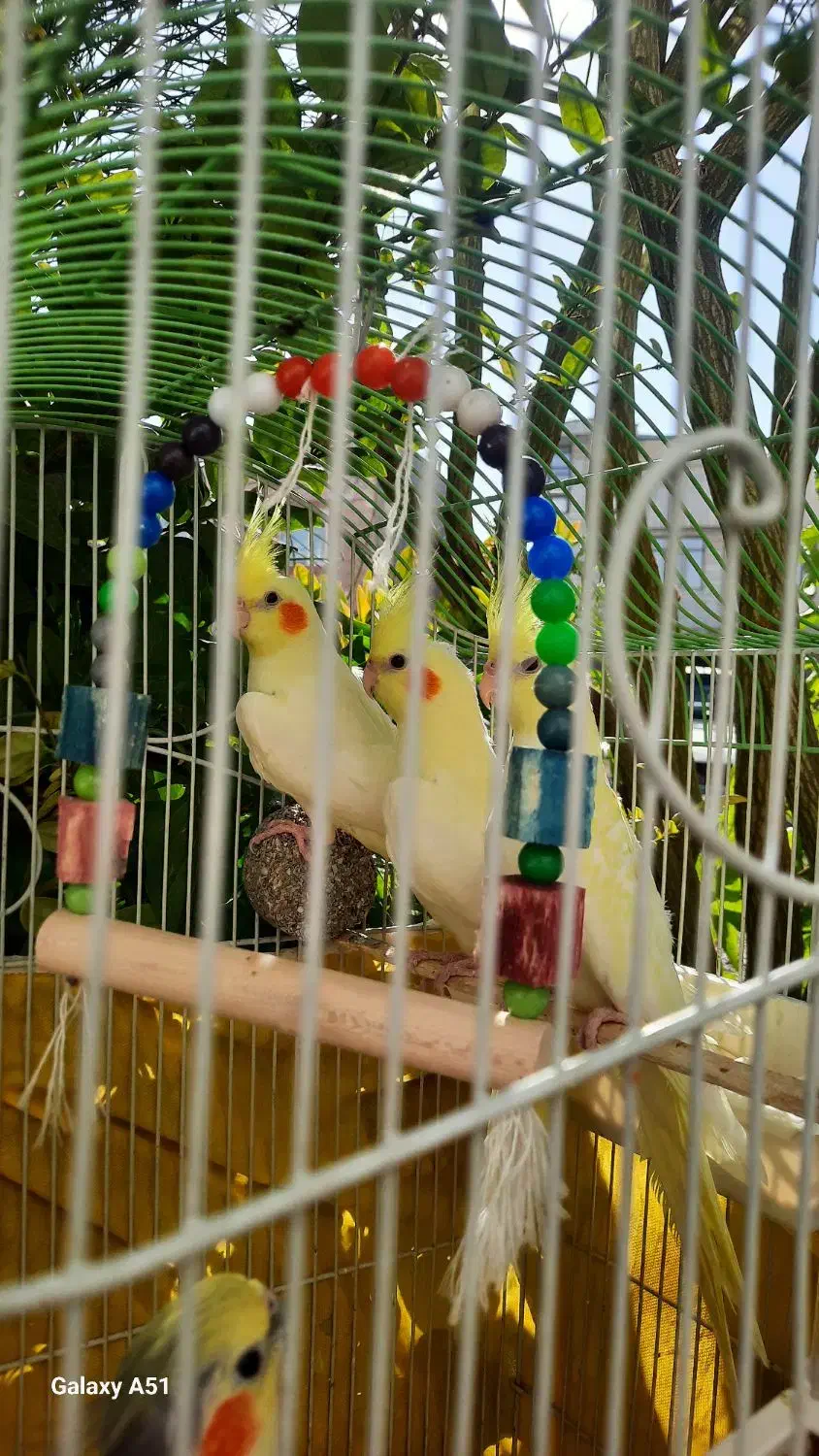 عروس هلندی|پرنده|الوند, |دیوار