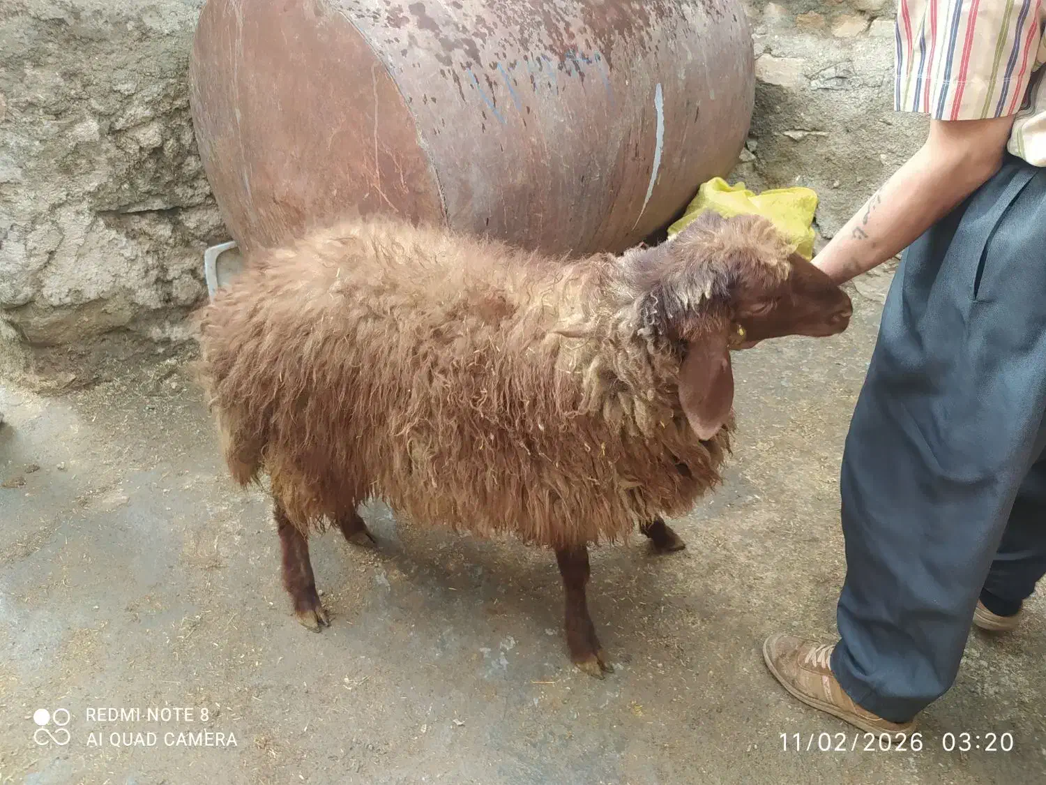 گوسفند|حیوانات مزرعه|دهگلان, |دیوار