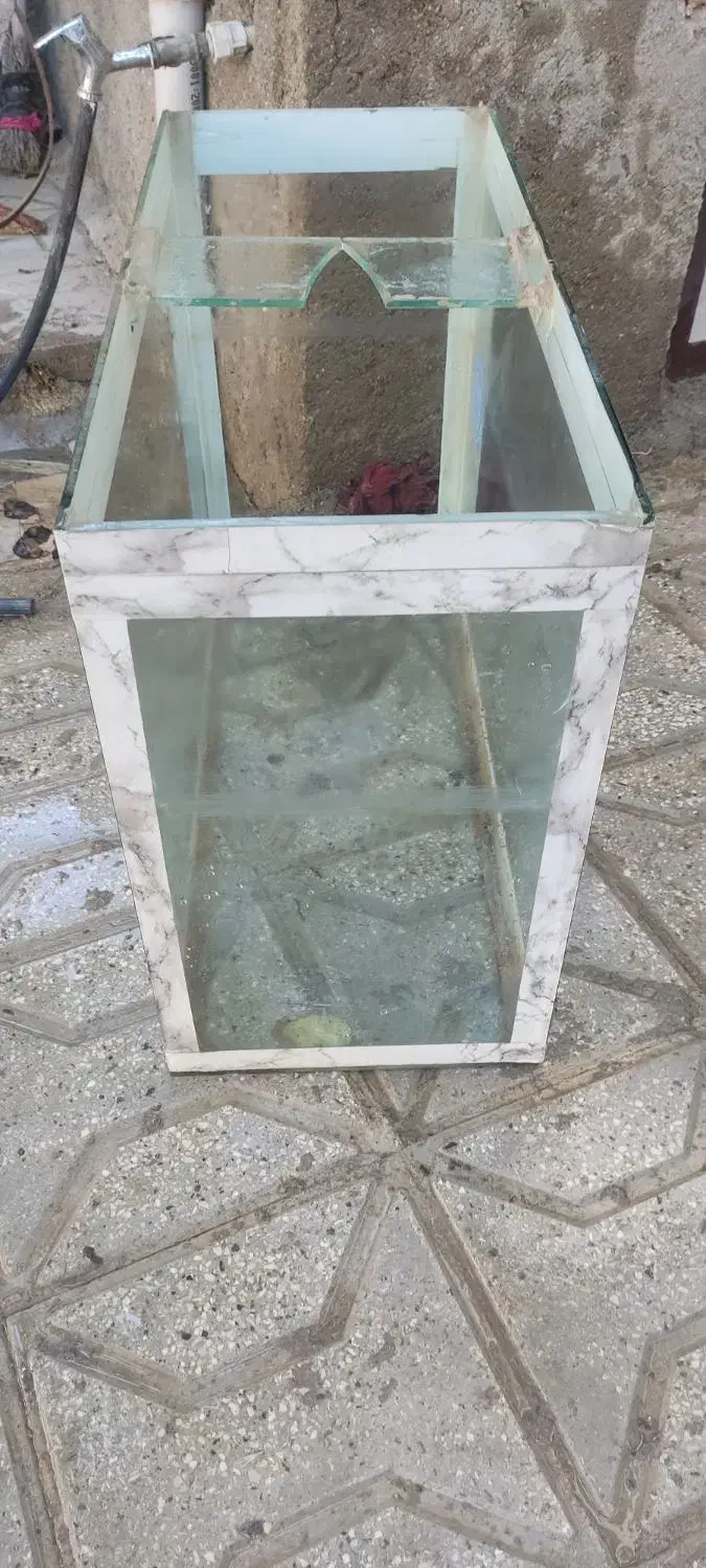 اکواریوم ماهی|ماهی|شیروان (خراسان), |دیوار