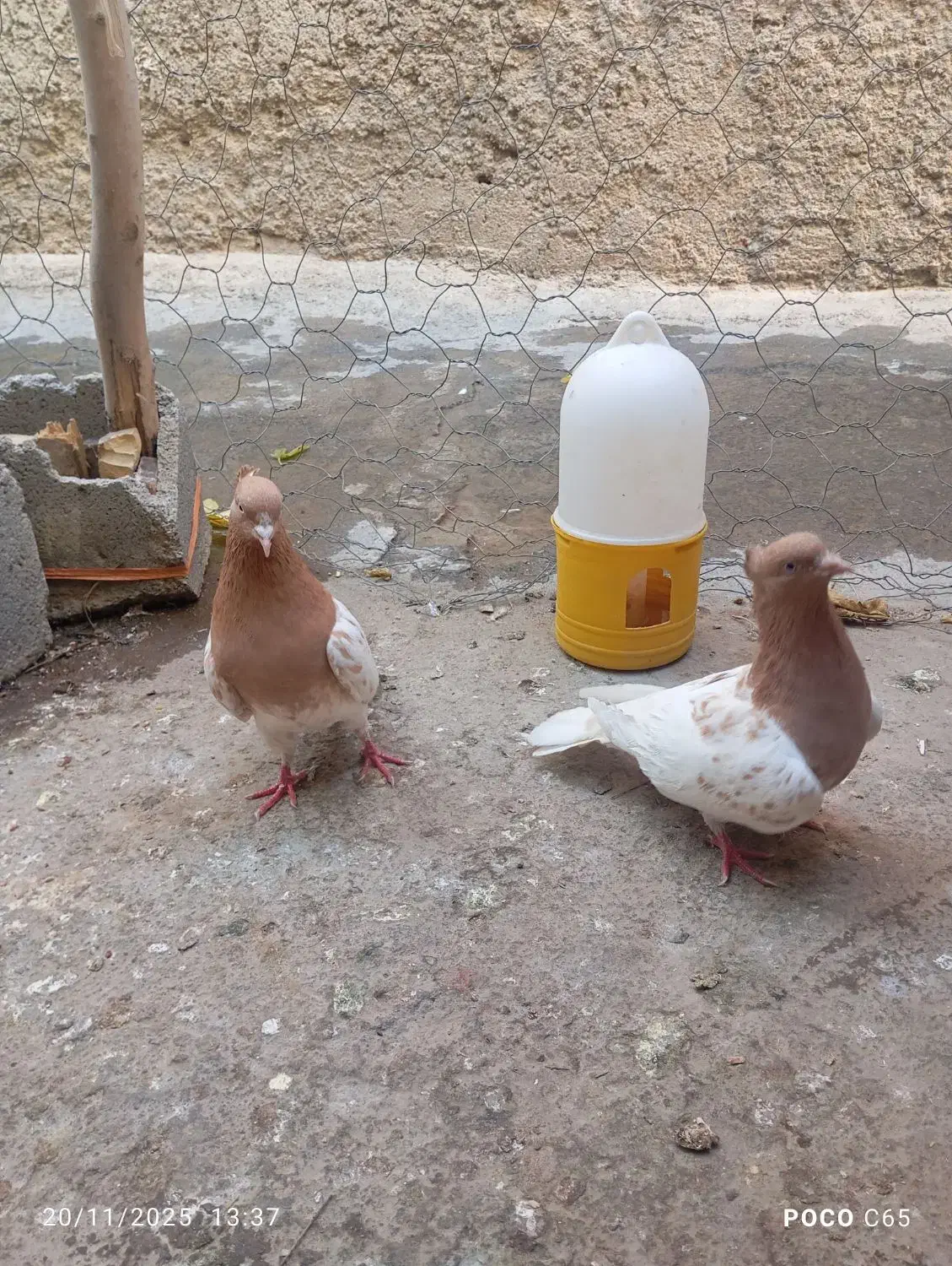 یک جفت کفتر کله زرد|پرنده|آشخانه, |دیوار