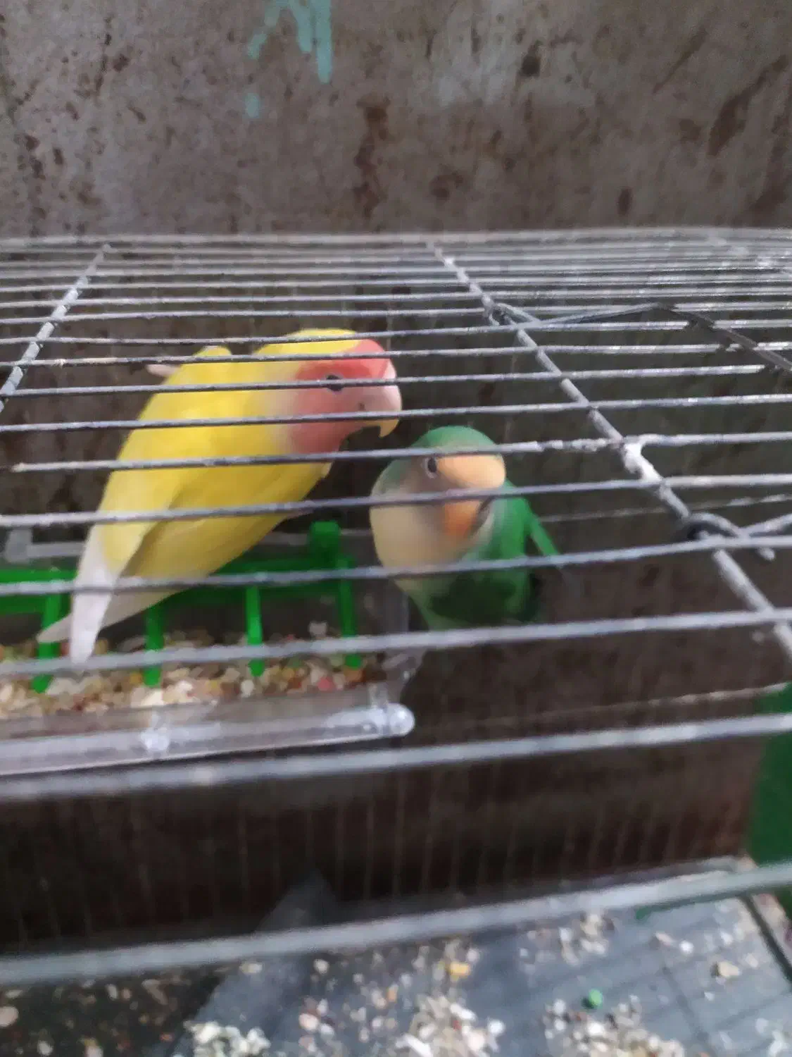 جفت کوتوله لوپ هلویی و بریزیلی|پرنده|زابل, |دیوار