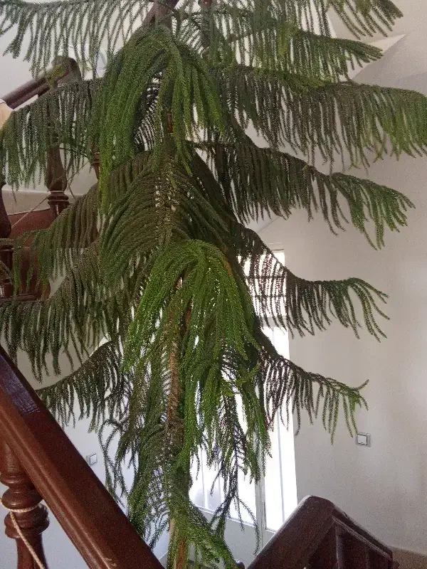 کاج مطبق|گل و گیاه طبیعی|فولادشهر, فولادشهر|دیوار