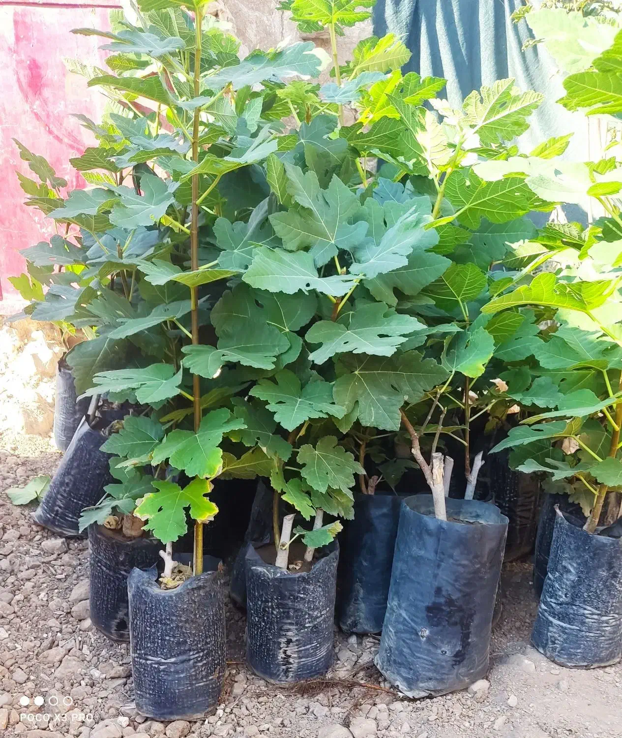 نهال انجیر گلدانی سفید خشکباری استهبانی در شیراز|خدمات باغبانی و درختکاری|شیراز, رکنآباد|دیوار