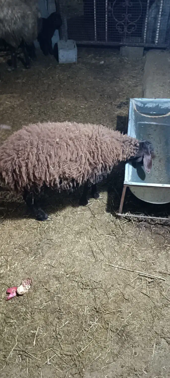 بره نر داشتی در دهگلان|حیوانات مزرعه|بلبان آباد, |دیوار