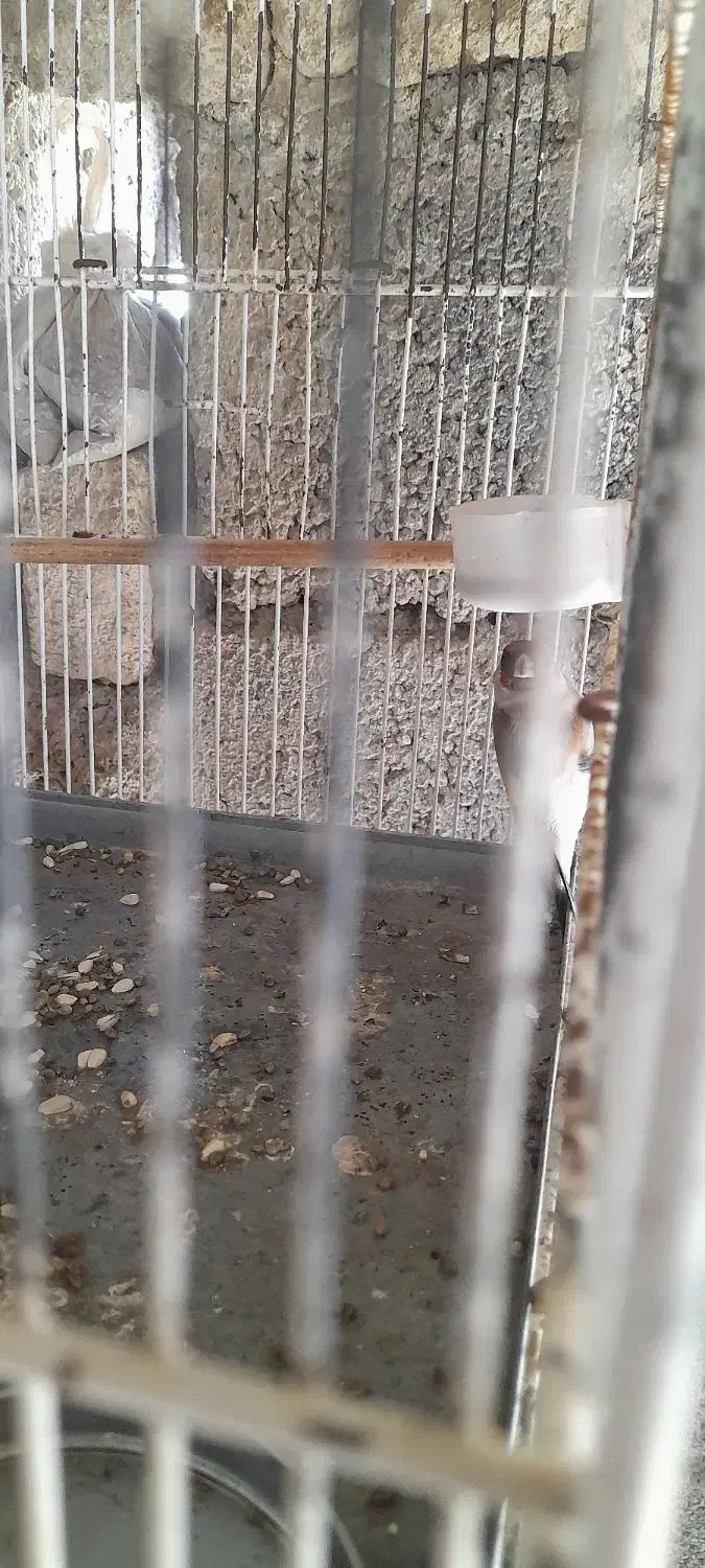 سهره ماده|پرنده|اردبیل, |دیوار