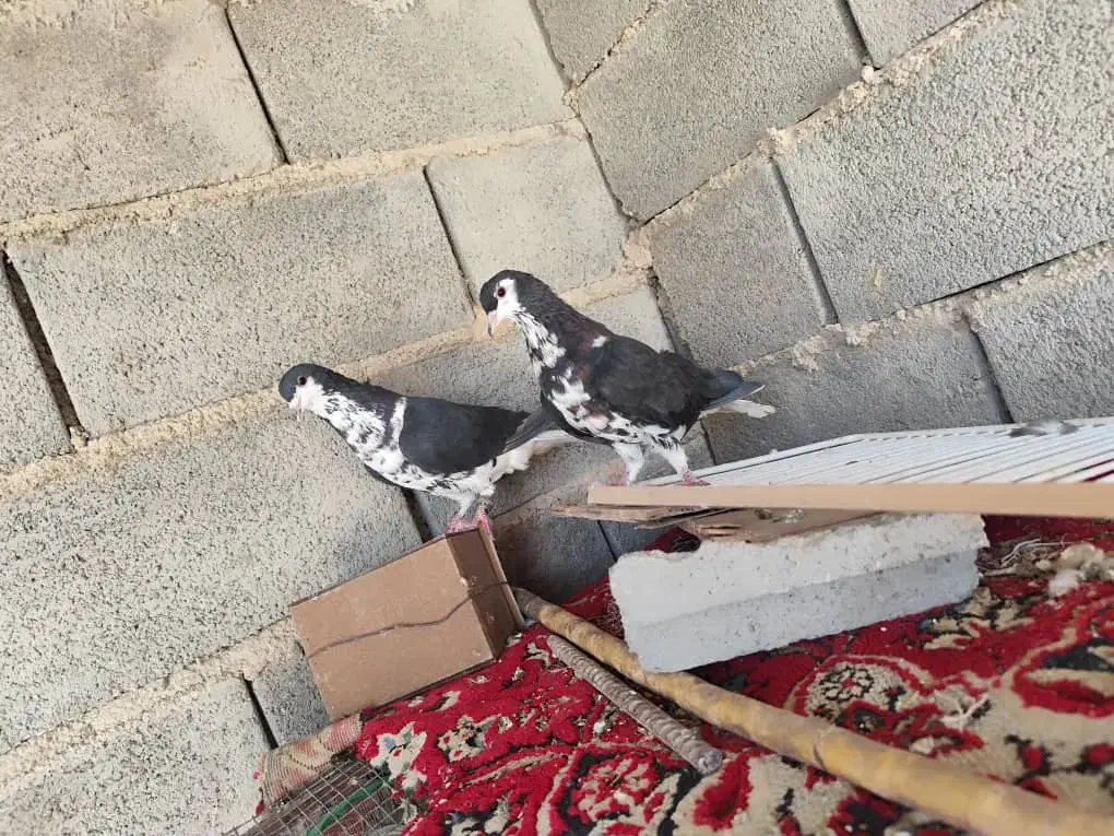 کبوتر|پرنده|زرین دشت (فارس), |دیوار