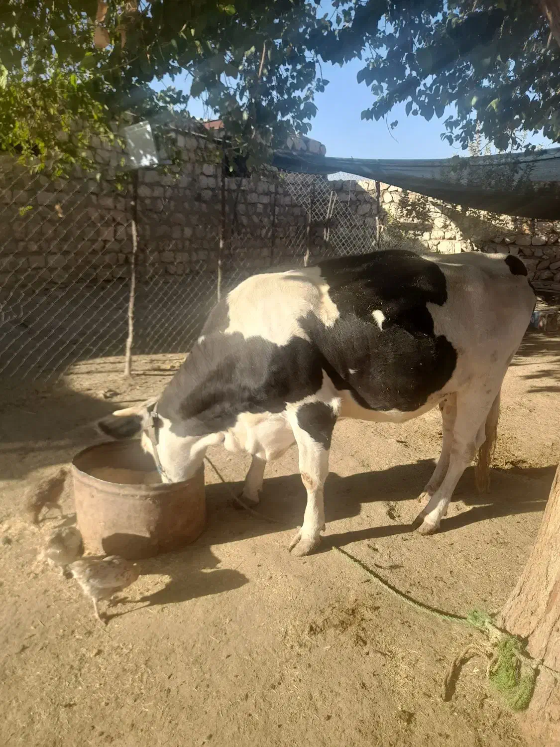 گاووگوساله|حیوانات مزرعه|چگنی, |دیوار