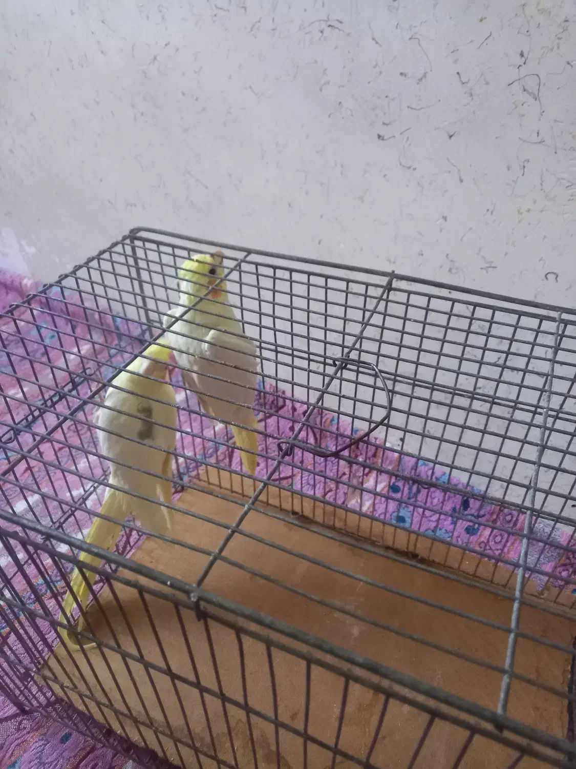 عروس هلندی|پرنده|اردبیل, |دیوار