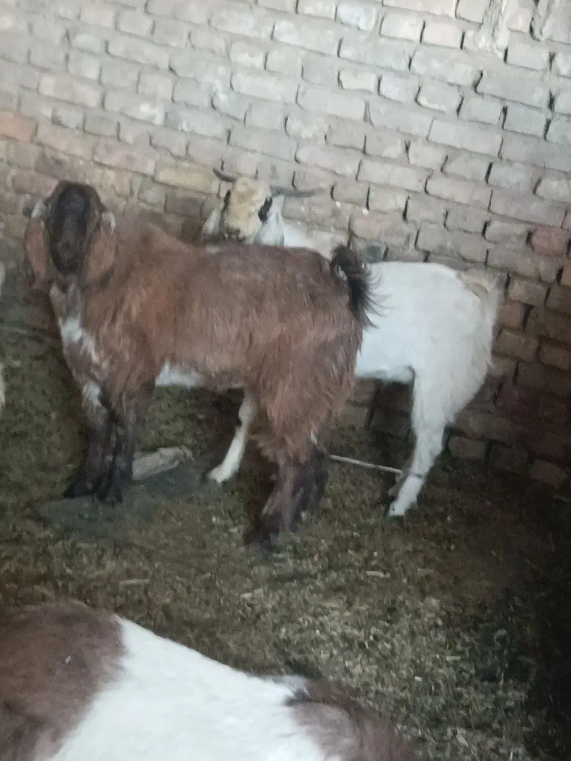 مری نر|حیوانات مزرعه|خاش, |دیوار