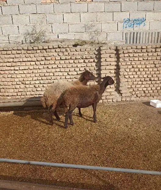 ۲تا گوسفند قزل افشار ،شکم اول آبستن ،سنو گرافی|حیوانات مزرعه|آق قلا, |دیوار
