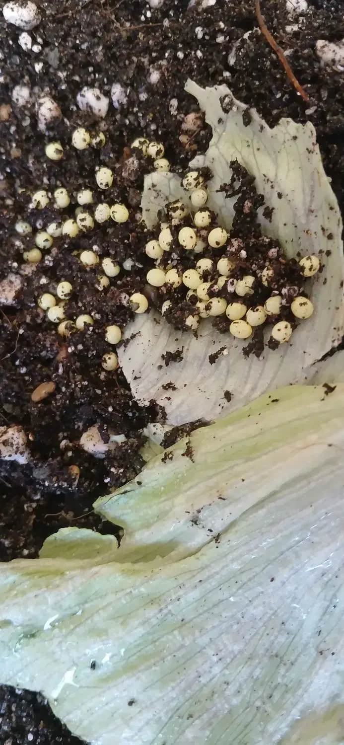 حلزون های مولد و تخم گذار اچانیتا|آرایشی، بهداشتی، درمانی|نجف‌آباد, صالح آباد|دیوار