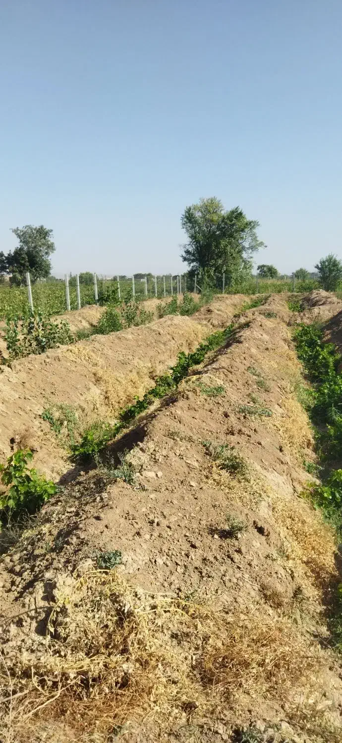 نیم هکتارباغ انگورفاصله بامنطقه مسکونی 1000متر|فروش دفتر صنعتی، کشاورزی، تجاری|تاکستان, |دیوار