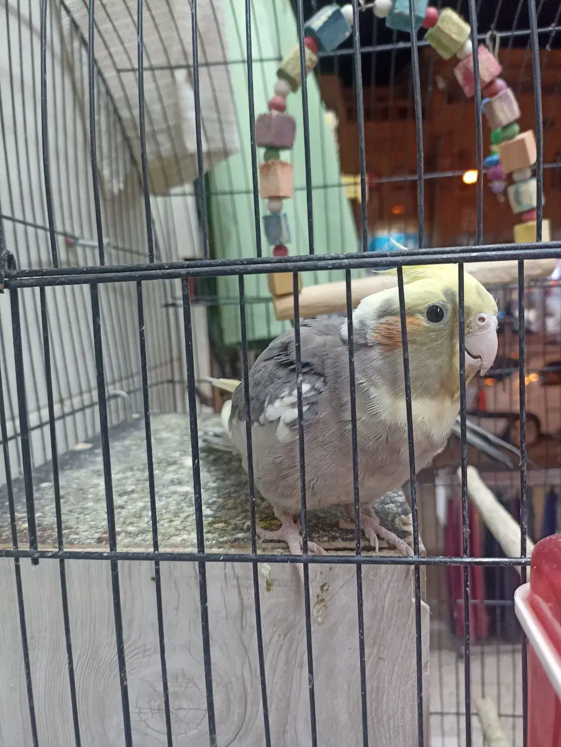 فروش عروس هلندی باقفس|پرنده|قم, نیروگاه|دیوار