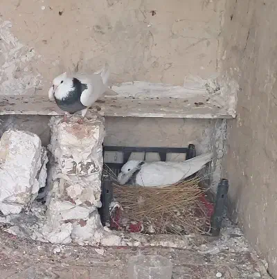 طوقی|پرنده|معمولان, |دیوار