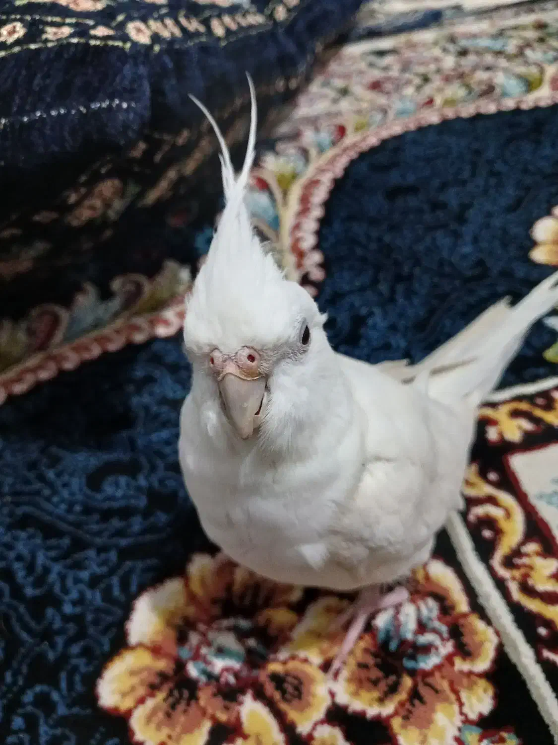 عروس هلندی|پرنده|کنگاور, |دیوار