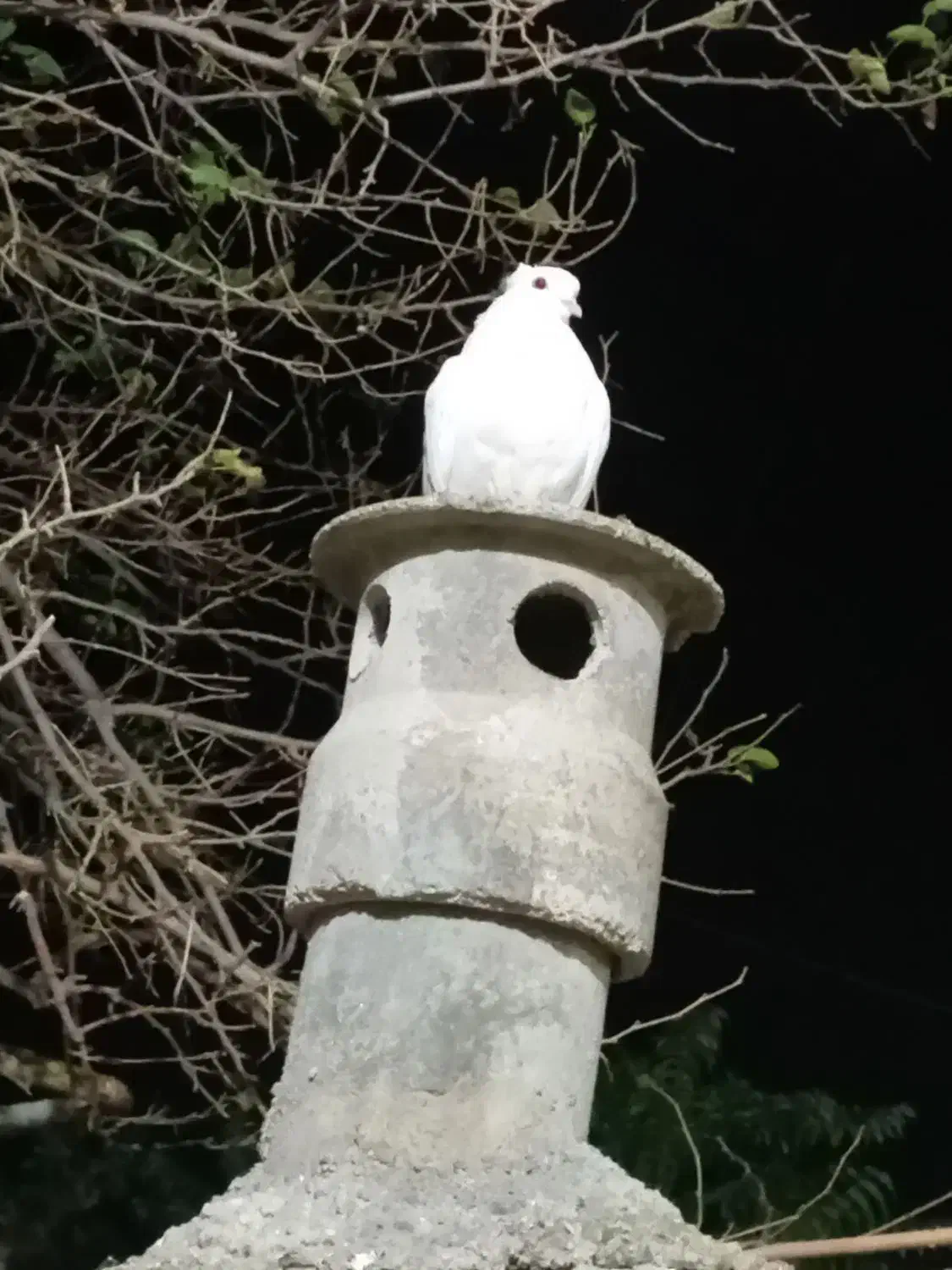 فروش کفتر موشی|پرنده|گالیکش, |دیوار