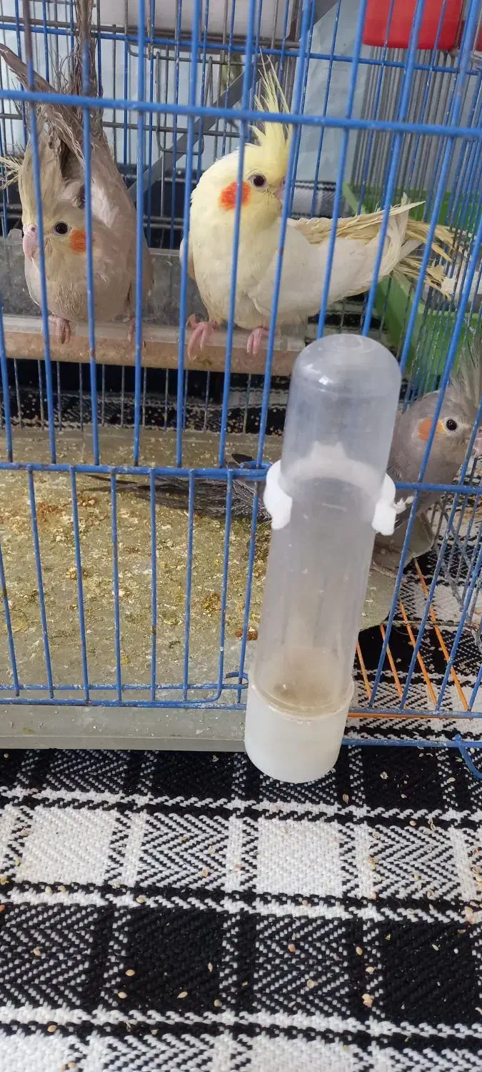 عروس هلندی|پرنده|کوهدشت, |دیوار