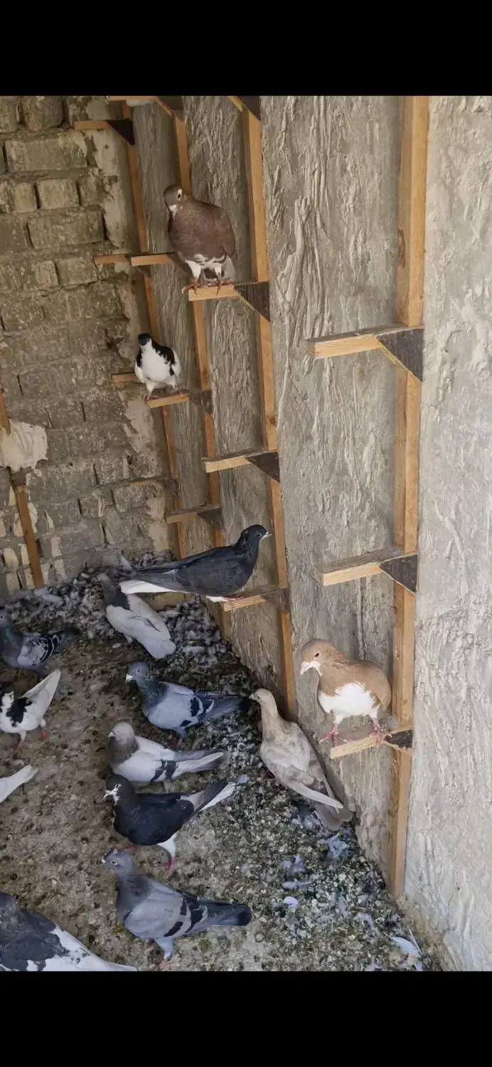 کبوتر|پرنده|شیراز, کفترک|دیوار
