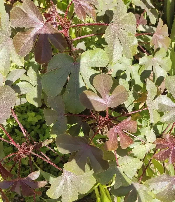 نهال قهوه|گل و گیاه طبیعی|ایرانشهر, |دیوار