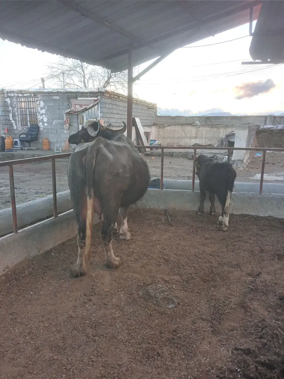 گاومیش|حیوانات مزرعه|نوشین شهر, |دیوار