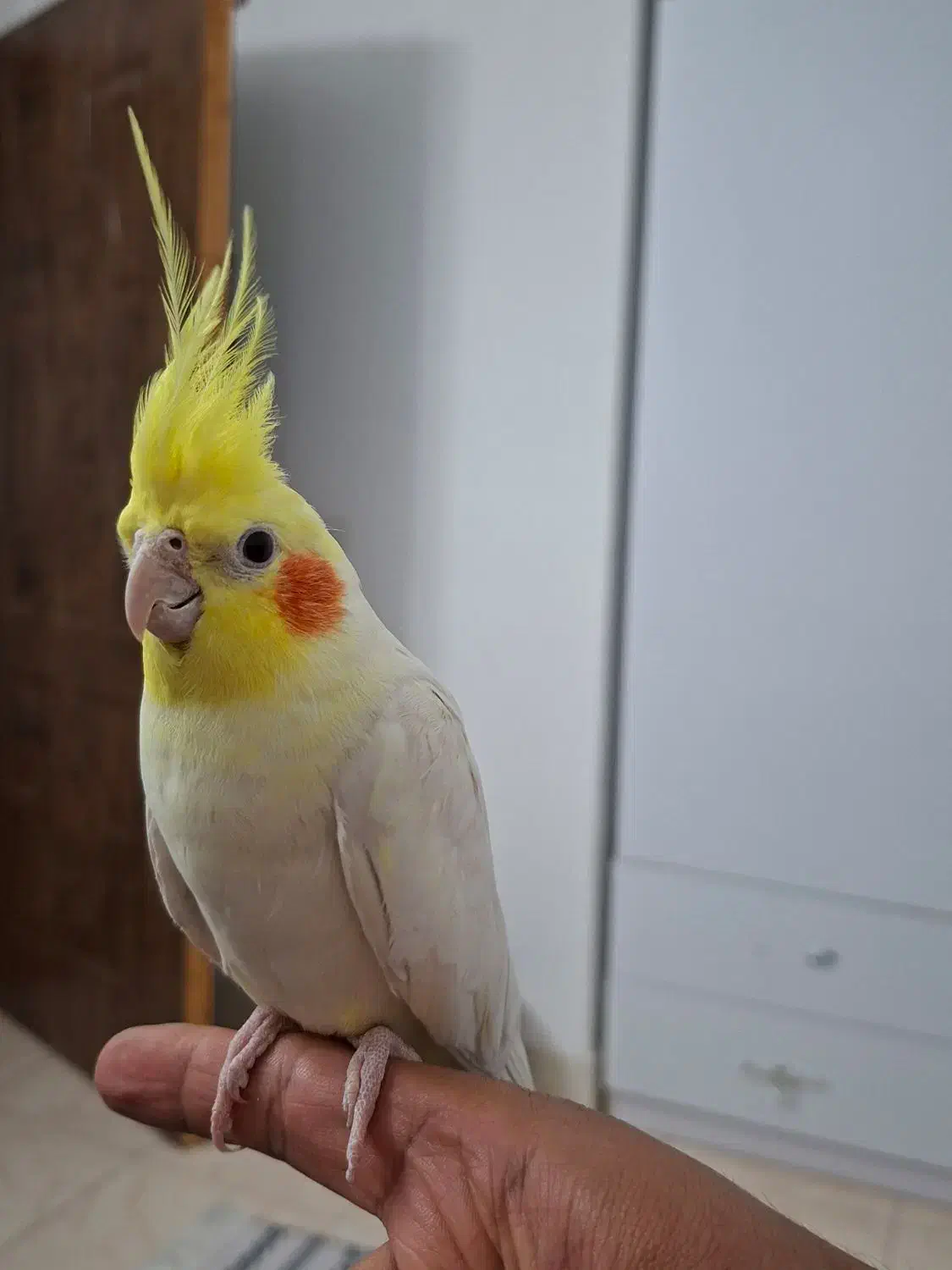 عروس هلندی نر و ماده لوتینو|پرنده|ساوه, |دیوار