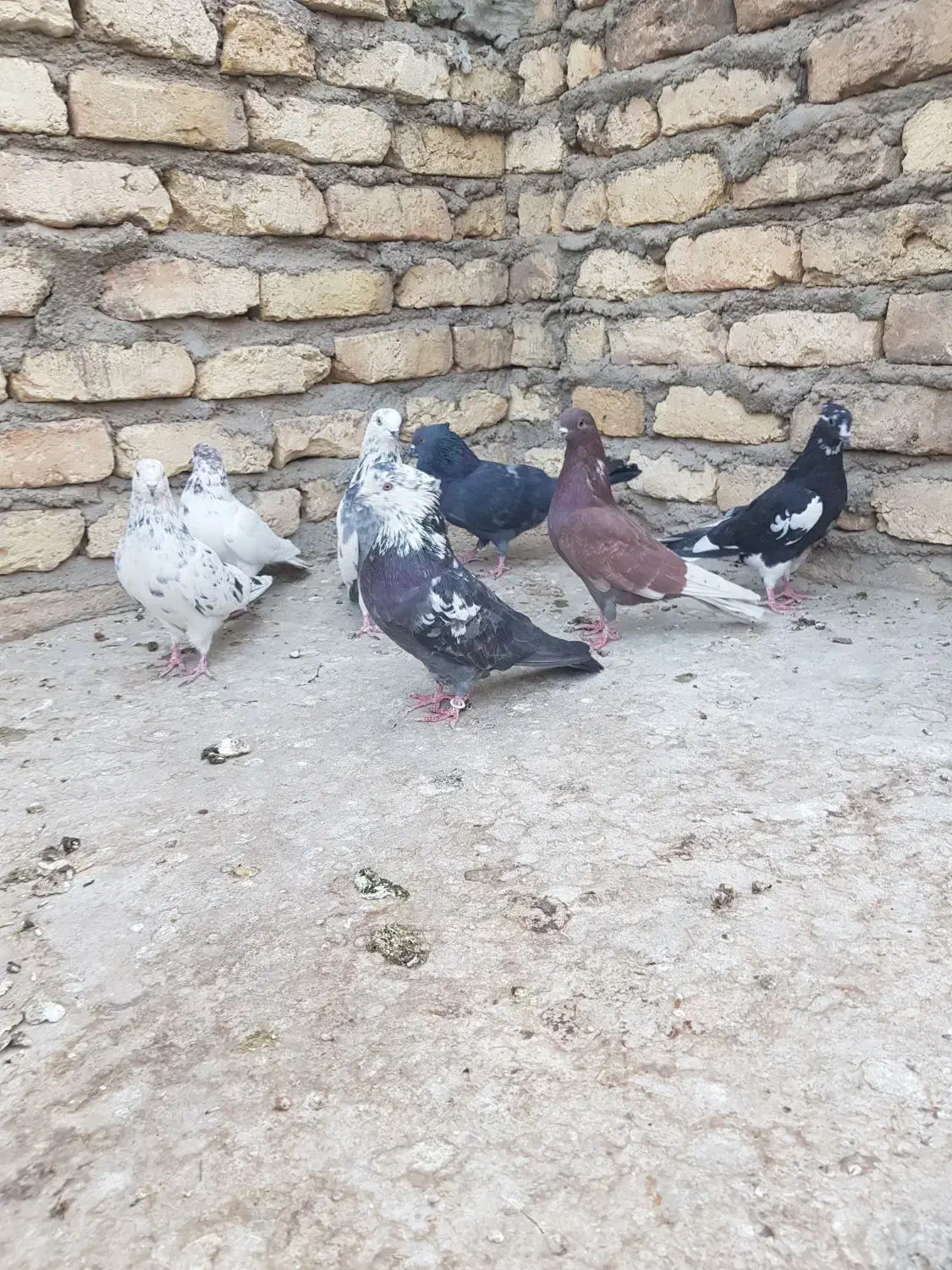 کبوتر پرشی(تهرانی)|پرنده|برخوار, |دیوار