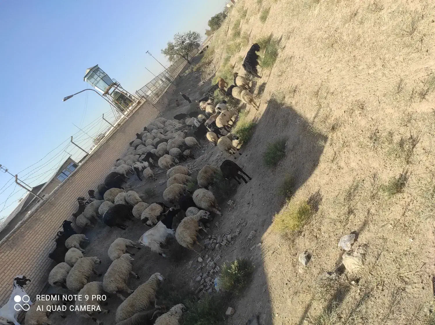 گله میش وبز جوان یک صاحب  برای مالداری  وپرواری|حیوانات مزرعه|رضویه, |دیوار