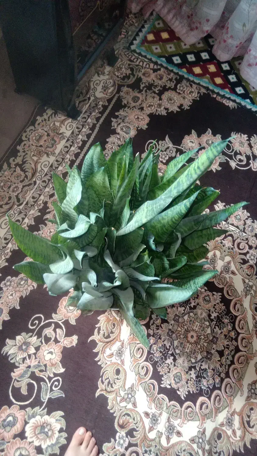 گل سانسوریا|گل و گیاه طبیعی|ضیاء آباد, |دیوار