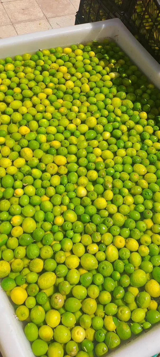 آبلیمو طبیعی امساله بدون تلخی|عمدهفروشی|قم, پامنار|دیوار