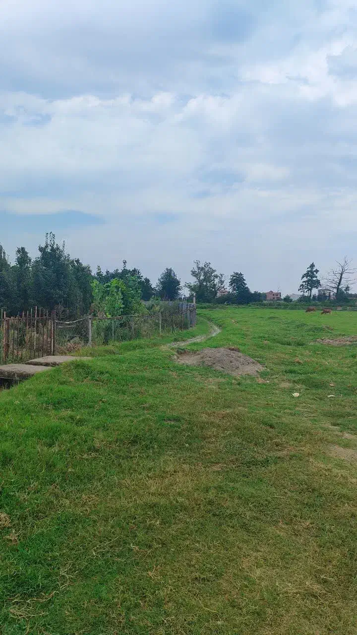 باغ مرکبات با لوکیشن جنگلی|فروش زمین و ملک کلنگی|امامزاده عبدالله, |دیوار