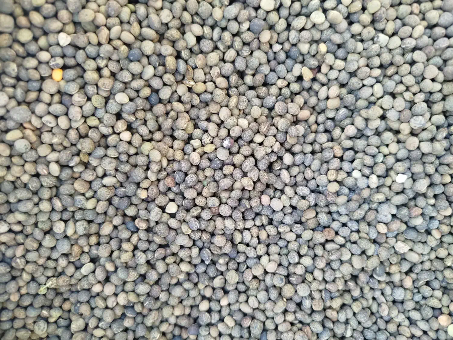 بذر ماشک|گل و گیاه طبیعی|سنقر, |دیوار