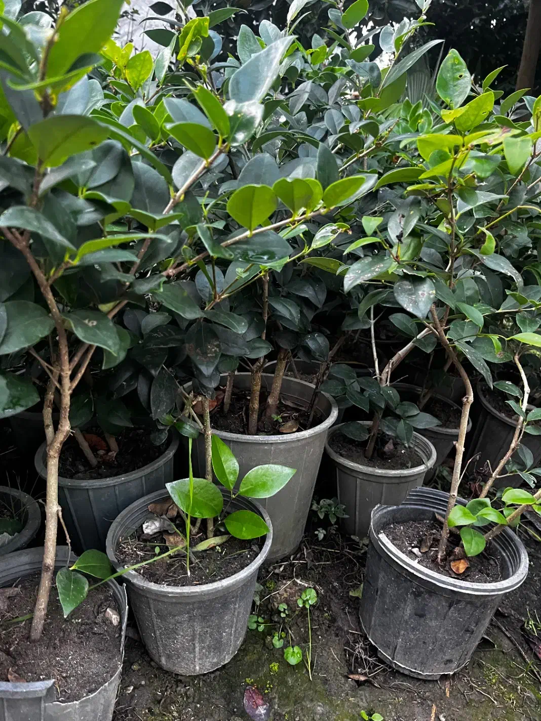 گل یاس گلدانی|گل و گیاه طبیعی|رامسر, |دیوار