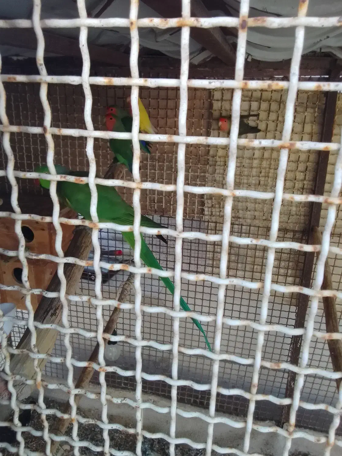 ملنگو دستی و کوتولی|پرنده|قشم, |دیوار