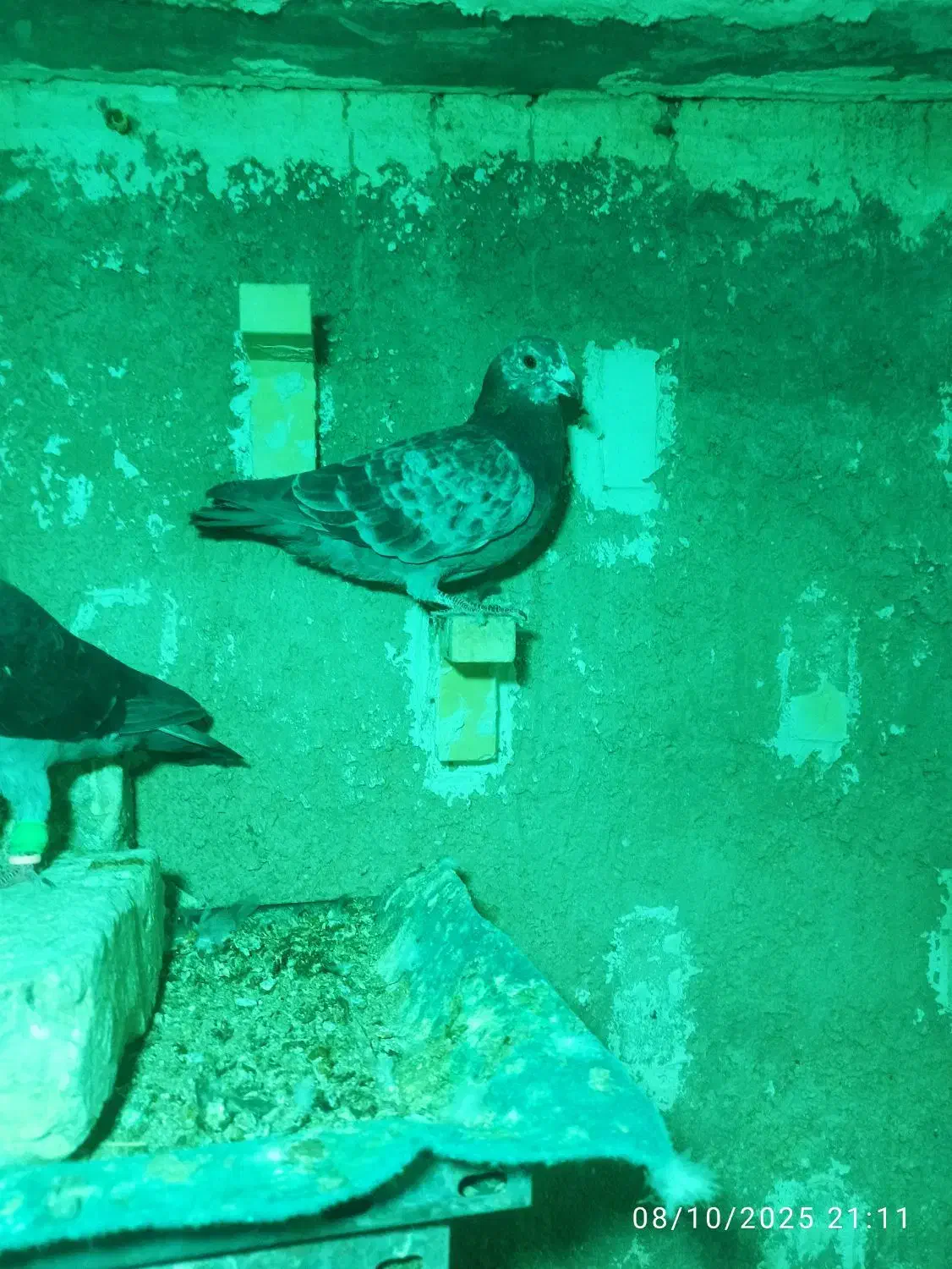 کبوتر|پرنده|فیروزآباد (فارس), |دیوار