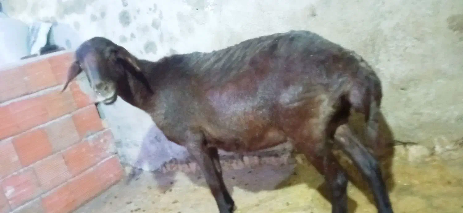 گوسفند آبستن سه ماه نیم  سنو‌شده قزل افشار دوقلو|حیوانات مزرعه|مینودشت, |دیوار