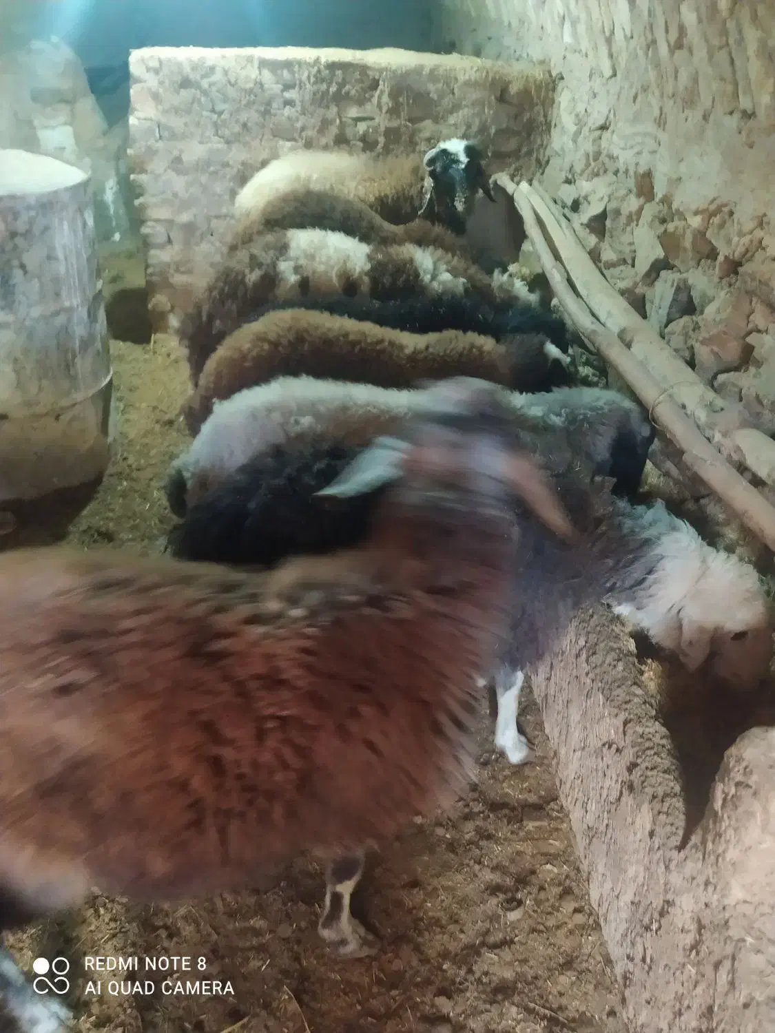 بره|حیوانات مزرعه|زنده رود, |دیوار