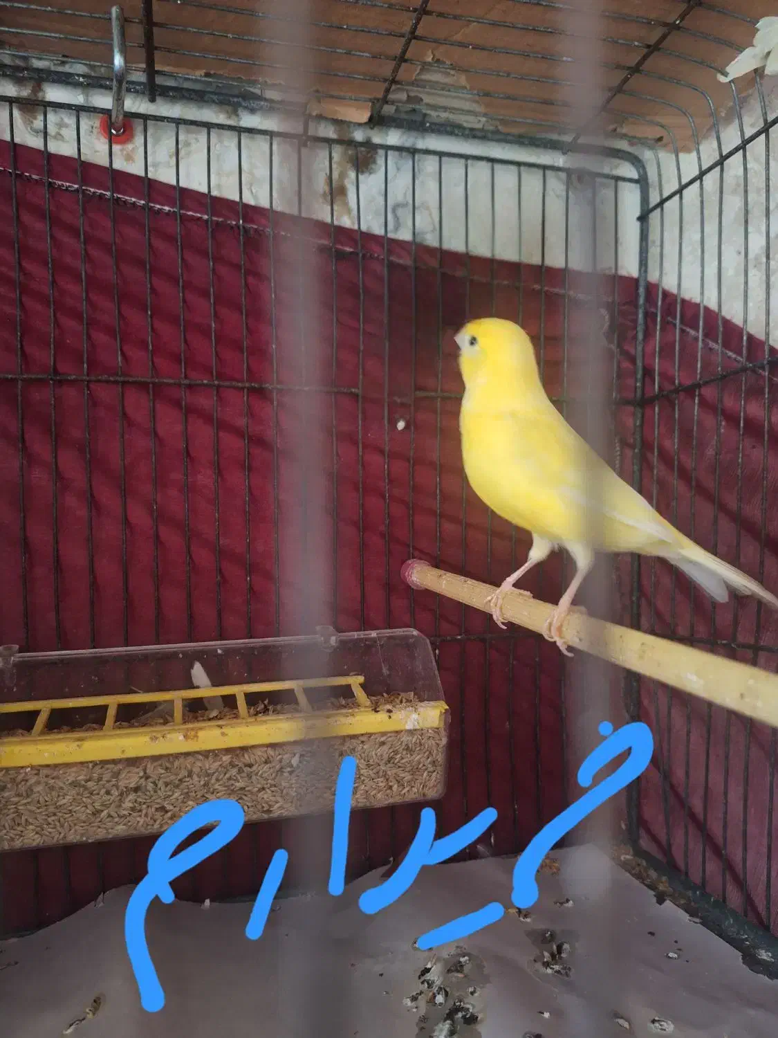 قناری طلایی|پرنده|رشت, منظریه|دیوار