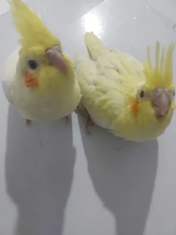 جوجه عروس هلندی|پرنده|نسیمشهر, |دیوار