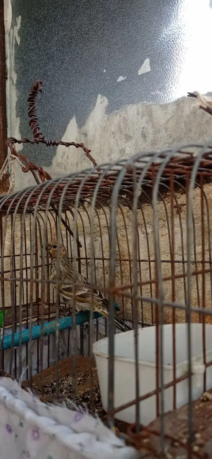 گاوصندوق دوطبقه ۵تومان وجوجه گلبسر وجوجه سهره|پرنده|نورآباد, |دیوار