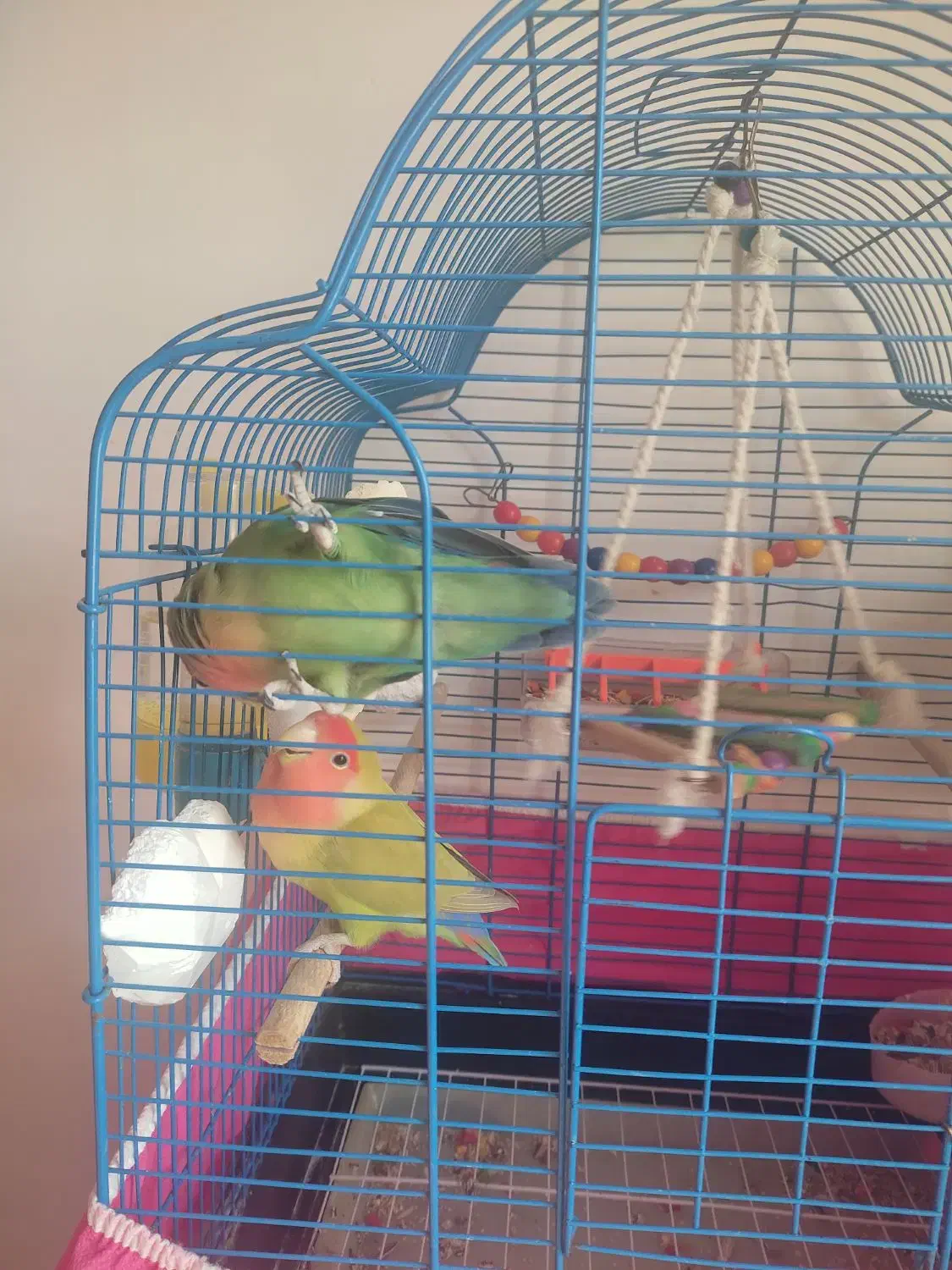 طوطی برزیلی|پرنده|ماهدشت, |دیوار