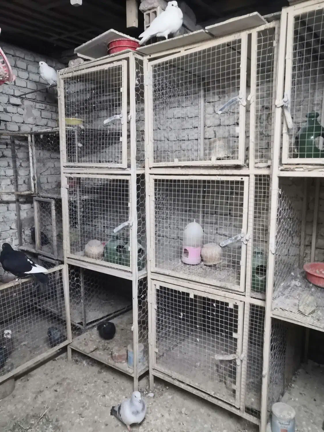 4دست 3عددی جفتکن کبوتر از قوطی 2*2 جهت فروش|پرنده|نقده, |دیوار