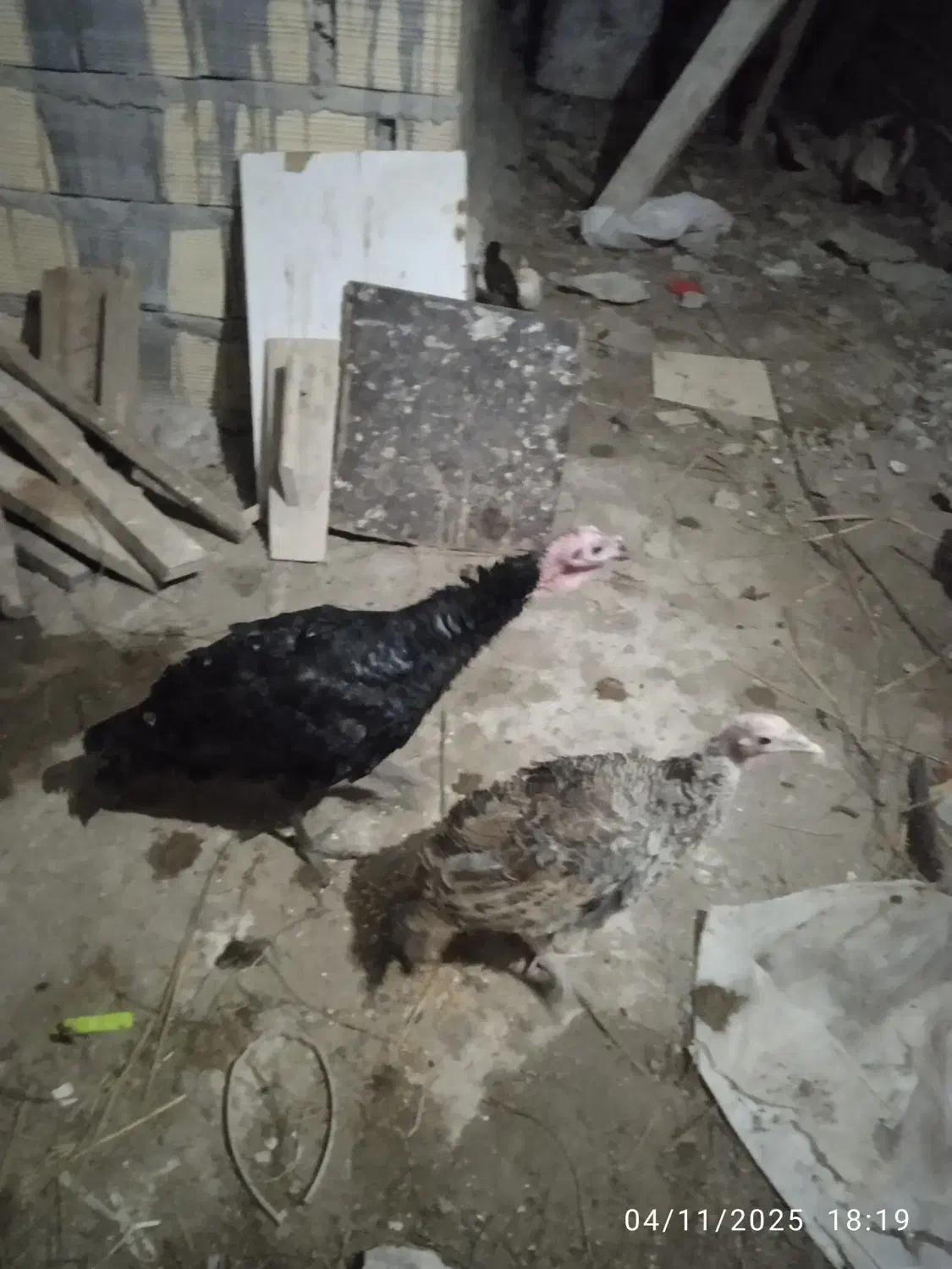 بوقلمون محلی|حیوانات مزرعه|رشت, استقامت ۲|دیوار